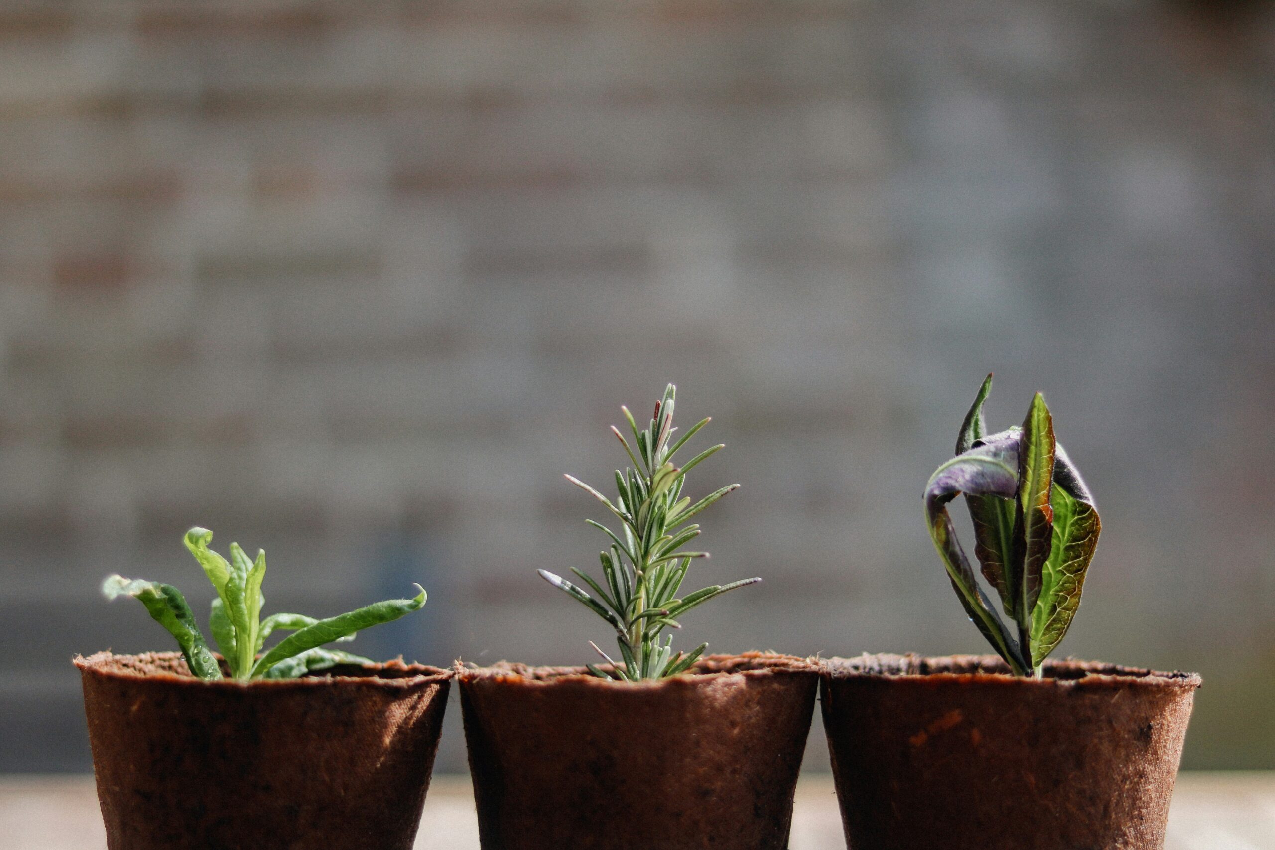 Cómo propagar plantas en agua paso a paso (esquejes que sí enraízan)