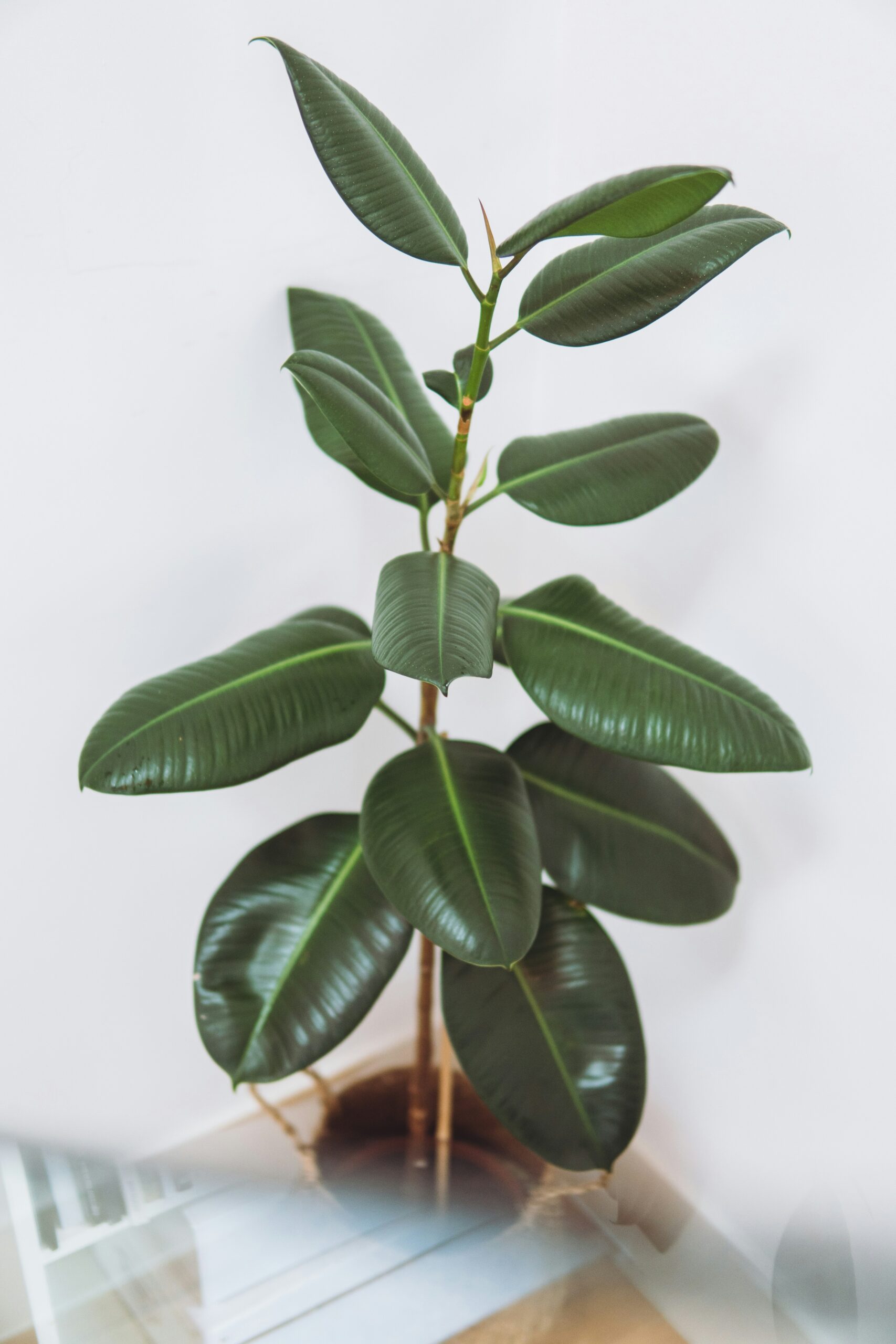 Cómo cuidar un ficus lyrata: la guía para que no pierda hojas