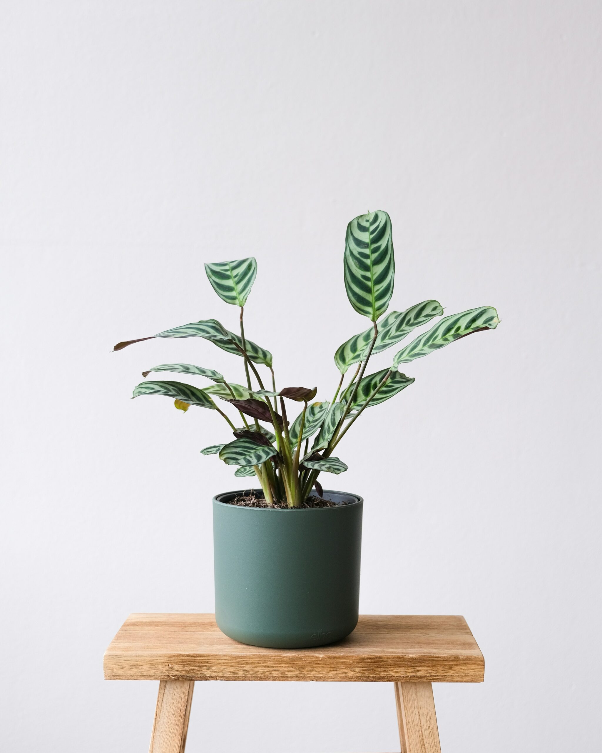 Calatheas: por qué se enrollan las hojas y cómo cuidarlas bien