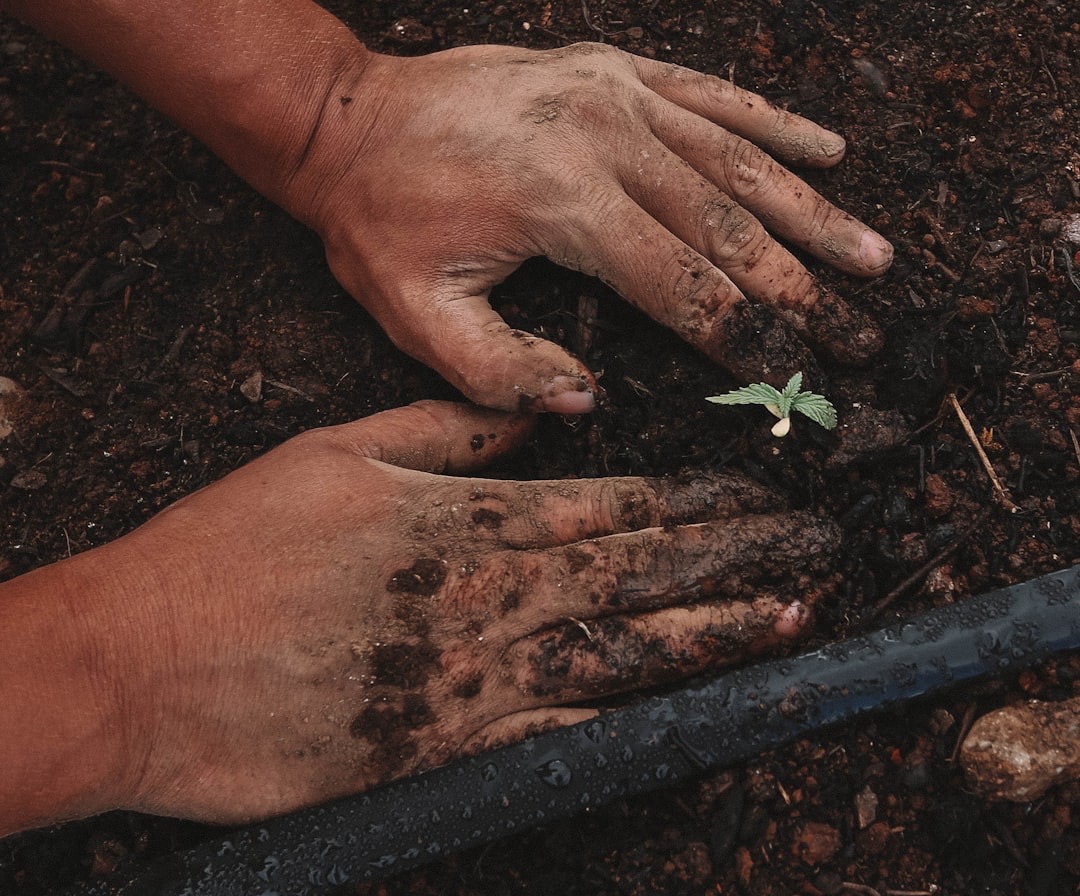 Cómo trasplantar una planta de interior paso a paso (sin estresarla)