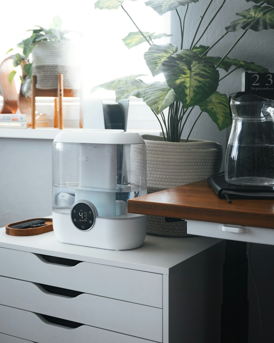 ¿Las plantas purifican el aire de casa? Esto es lo que dice la ciencia