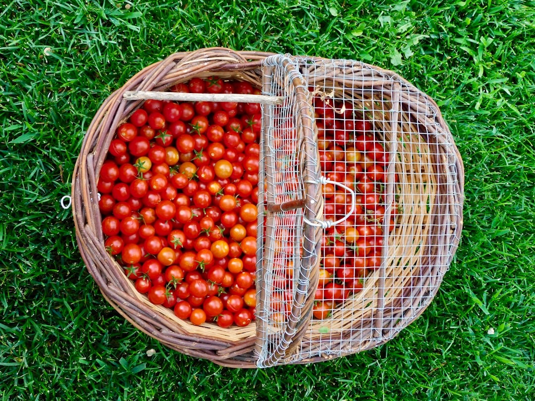 Cómo cultivar tomates en maceta paso a paso (incluso en un balcón)
