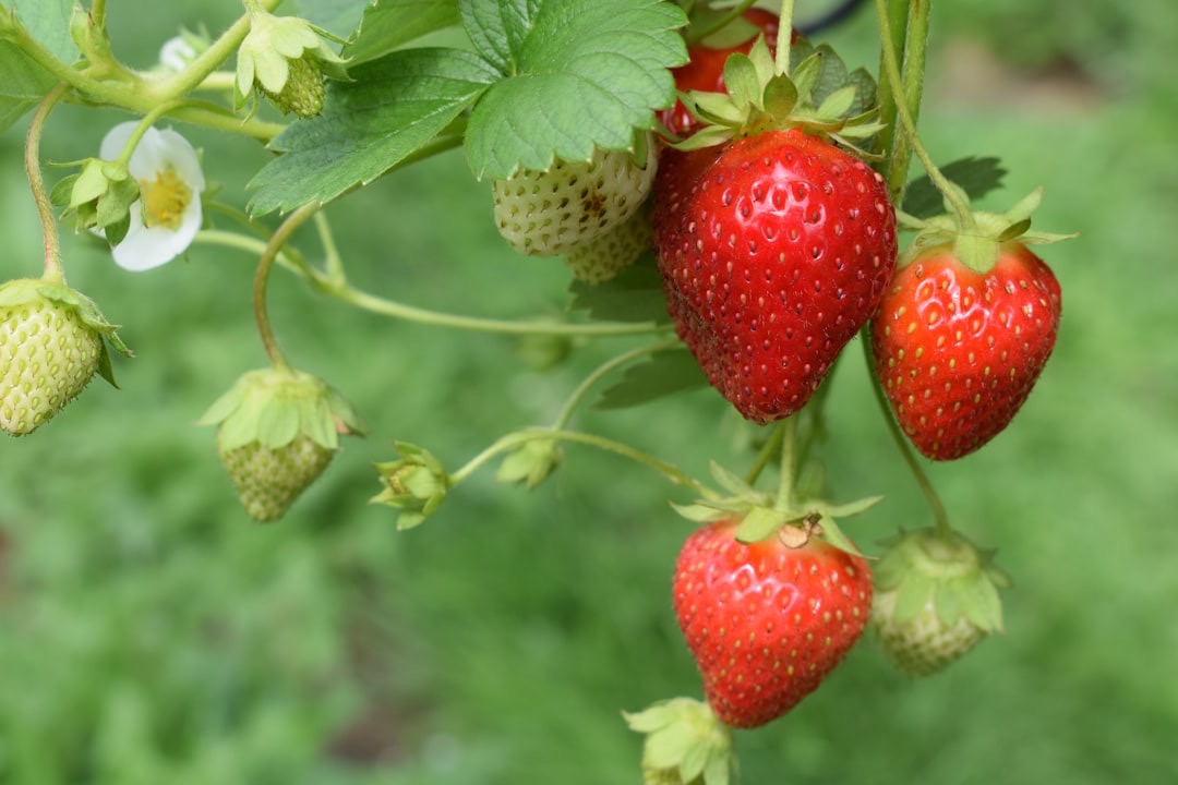 Cómo cultivar fresas en maceta: guía completa paso a paso
