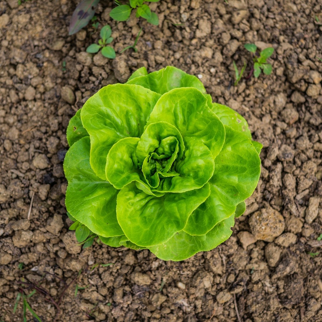 Cómo cultivar lechugas en casa y cosechar en un mes