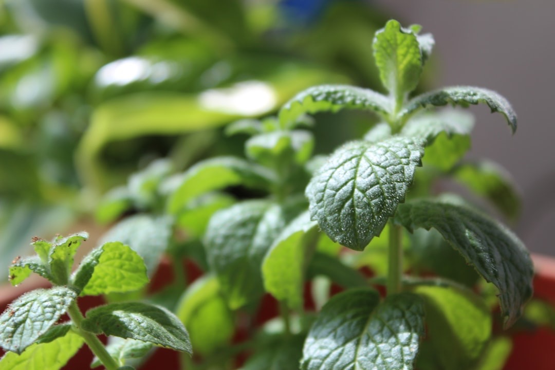 Cómo cultivar menta en casa (y, sobre todo, cómo controlarla)