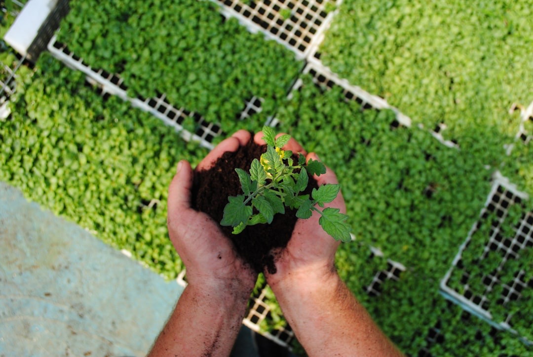 Mesa de cultivo: guía completa para empezar tu huerto sin agacharte
