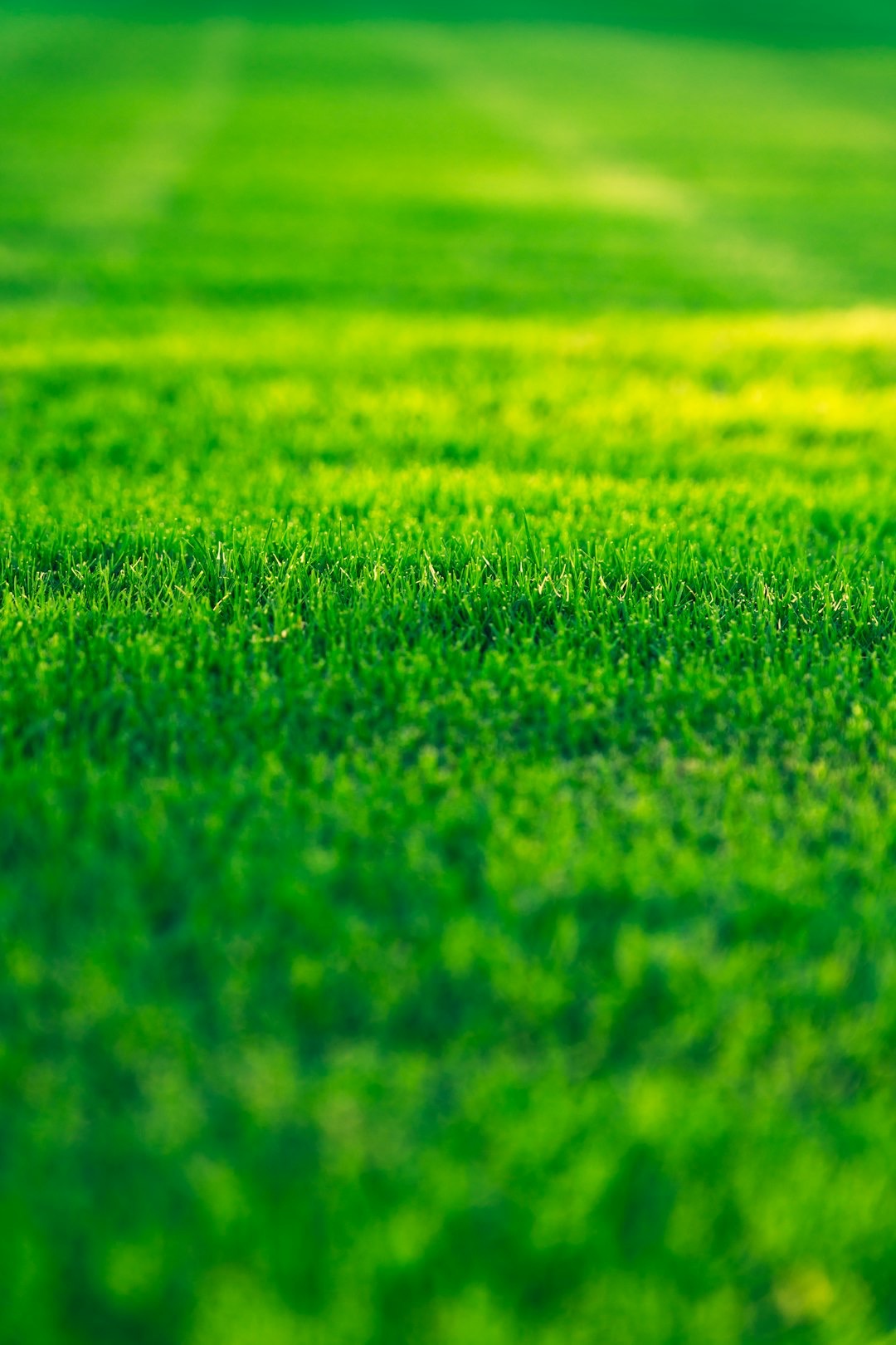 Cómo conseguir un césped verde y tupido sin gastar de más