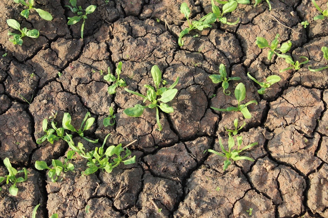 Plantas resistentes al calor y la sequía para clima mediterráneo