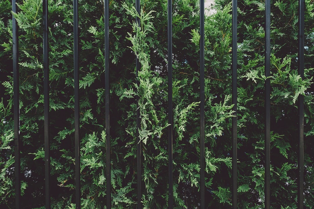 Plantas para dar sombra y privacidad en tu jardín o terraza