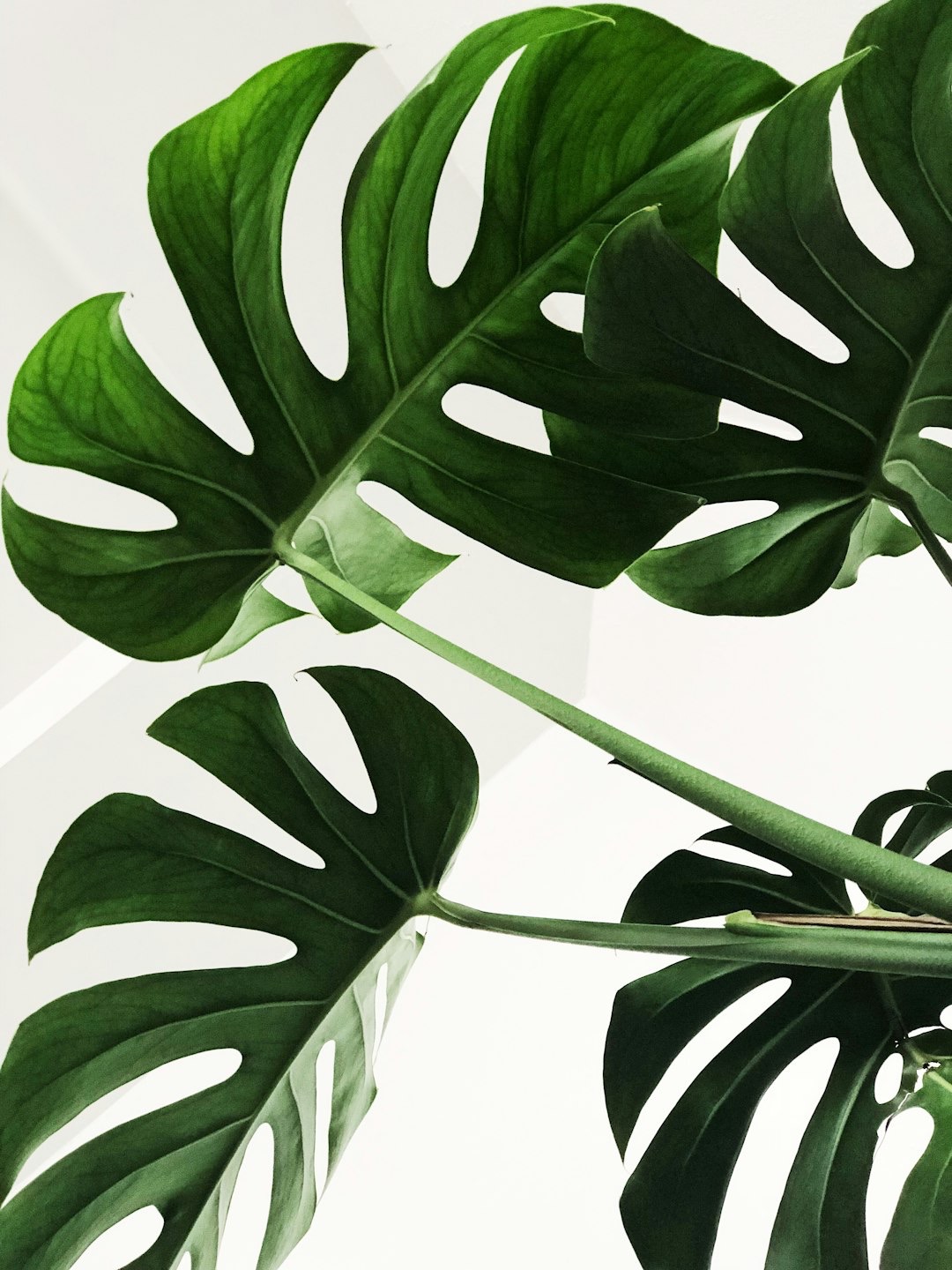 CĂłmo cuidar una Monstera deliciosa paso a paso