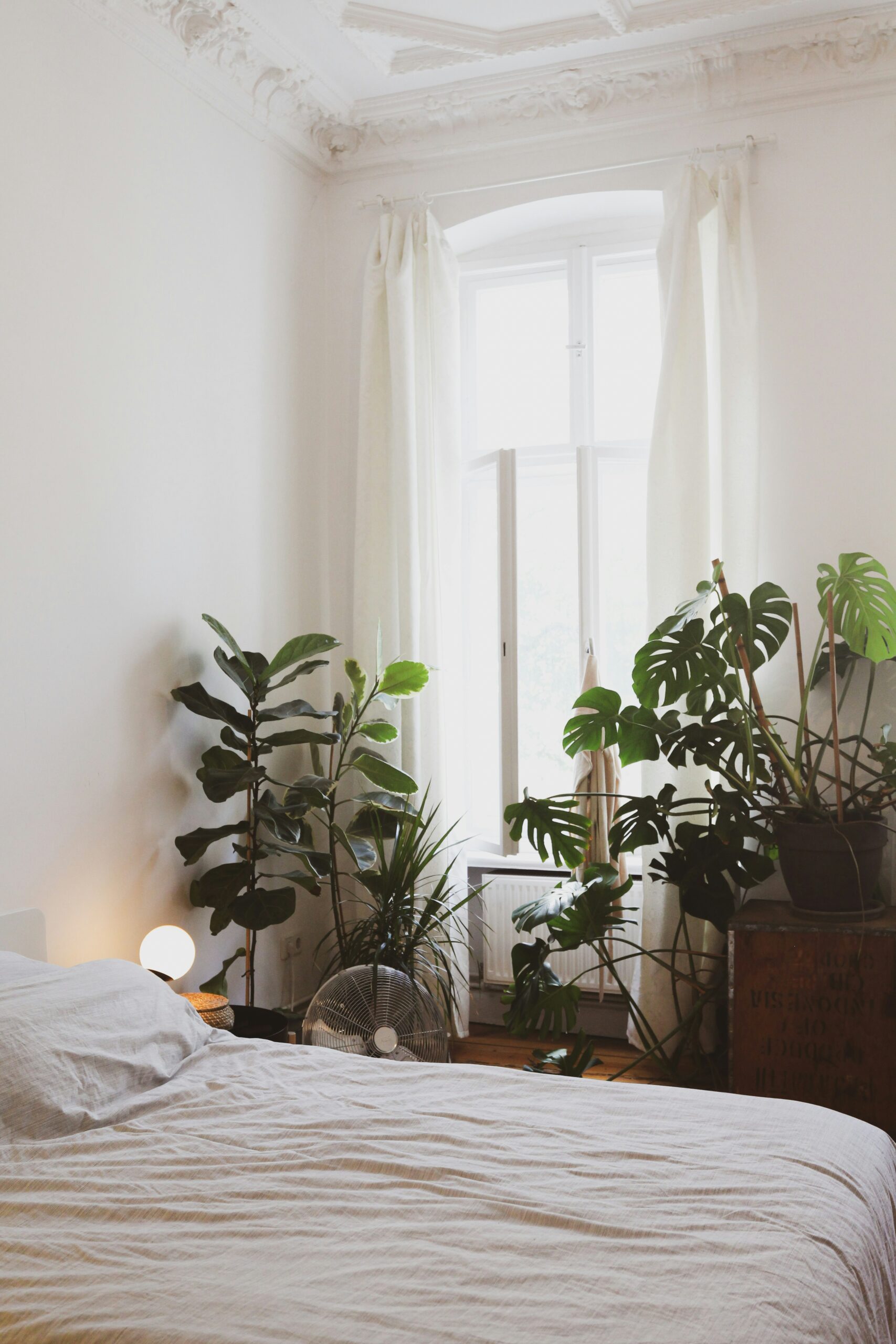 Las mejores plantas de interior para el dormitorio (fáciles y seguras)
