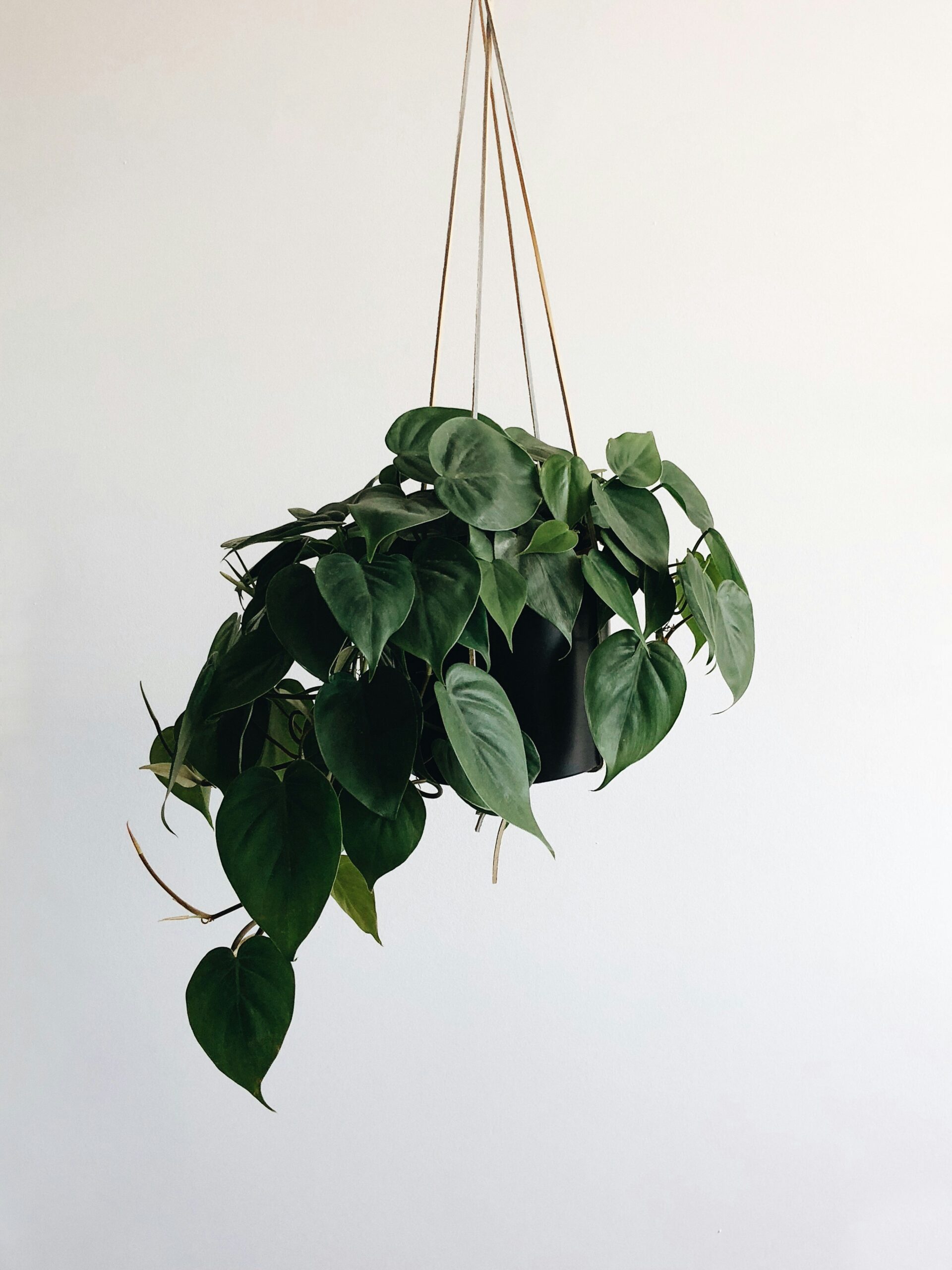 Pothos: cuidados, tipos y trucos para que crezca lleno de hojas