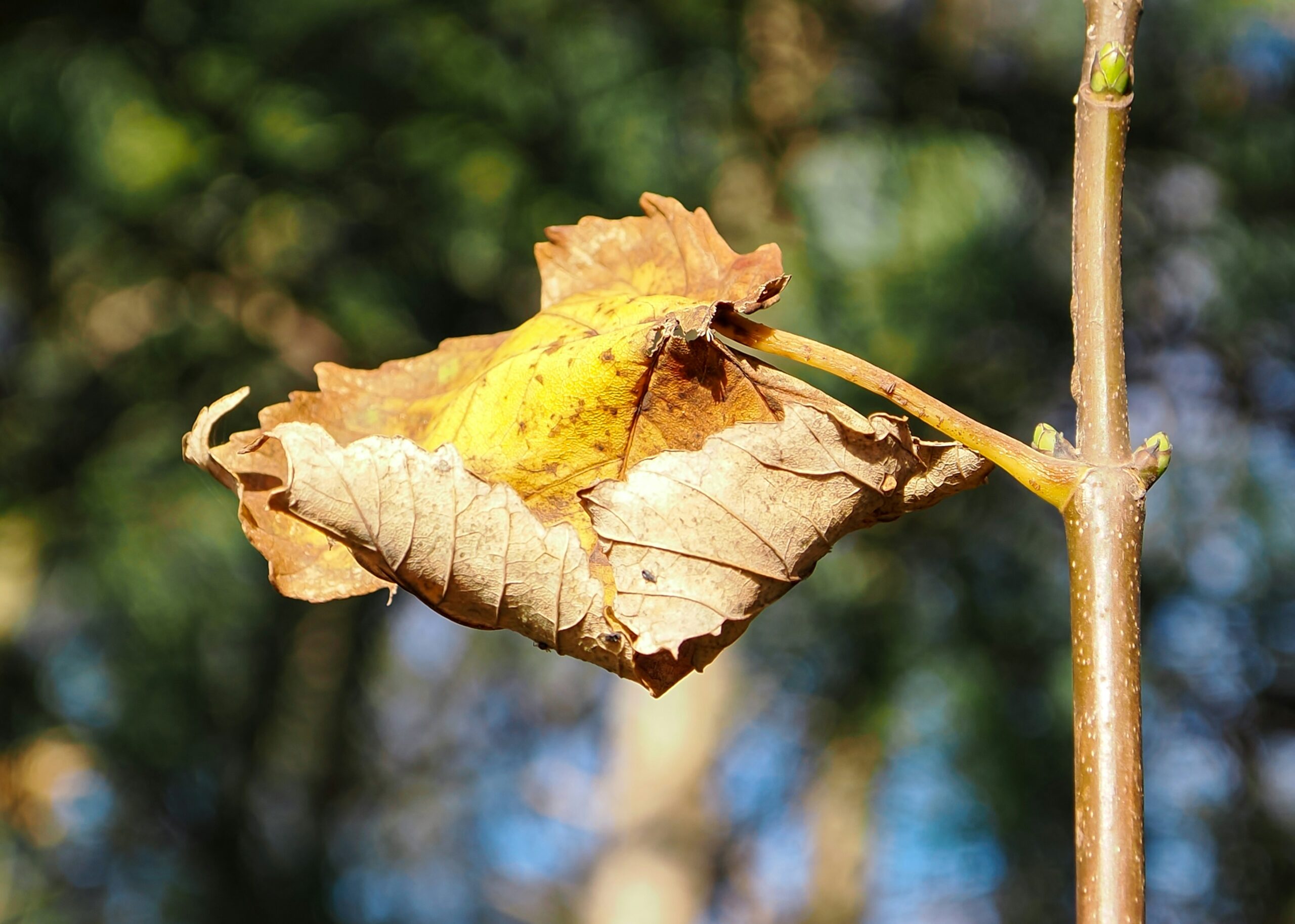 Hojas amarillas en las plantas: todas las causas y cĂłmo solucionarlo