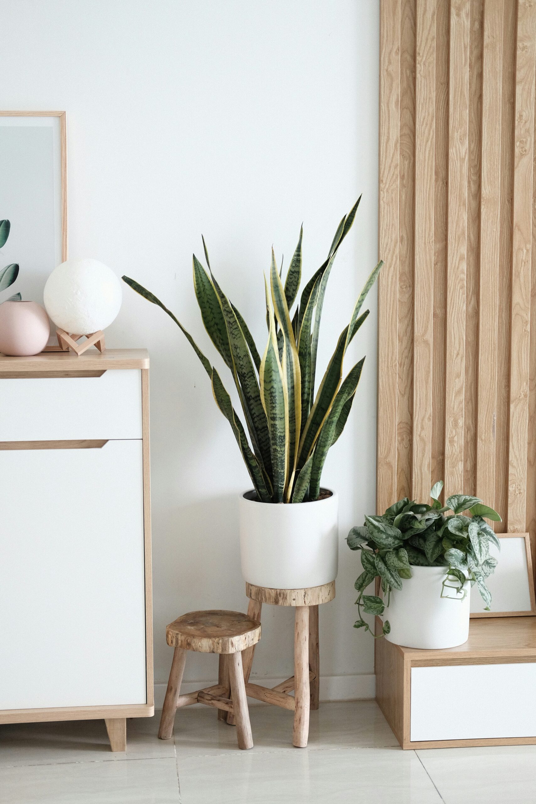 Sansevieria (lengua de suegra): cuidados de la planta más indestructible