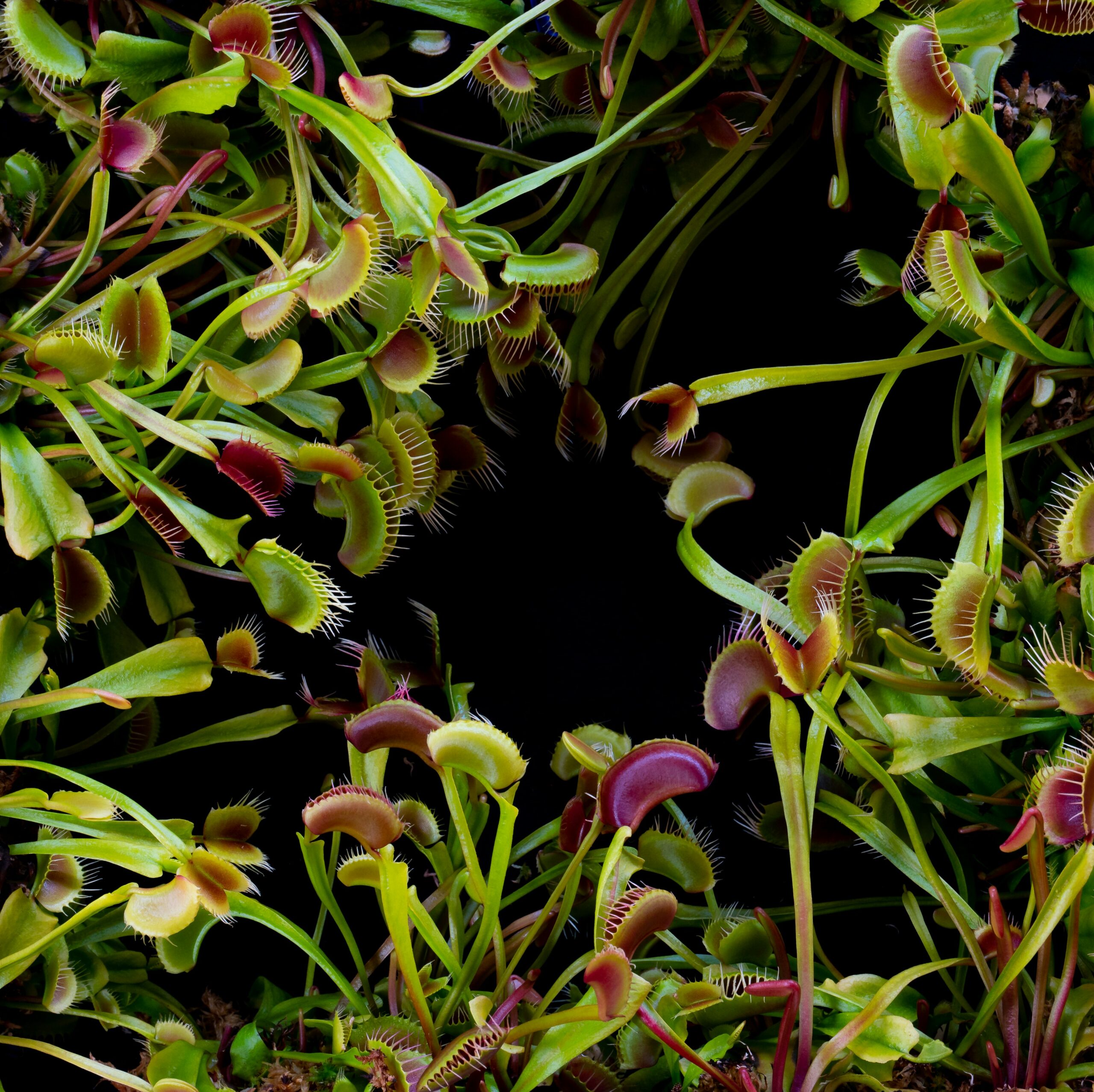 Plagas en plantas de interior: cómo identificarlas y eliminarlas sin química agresiva