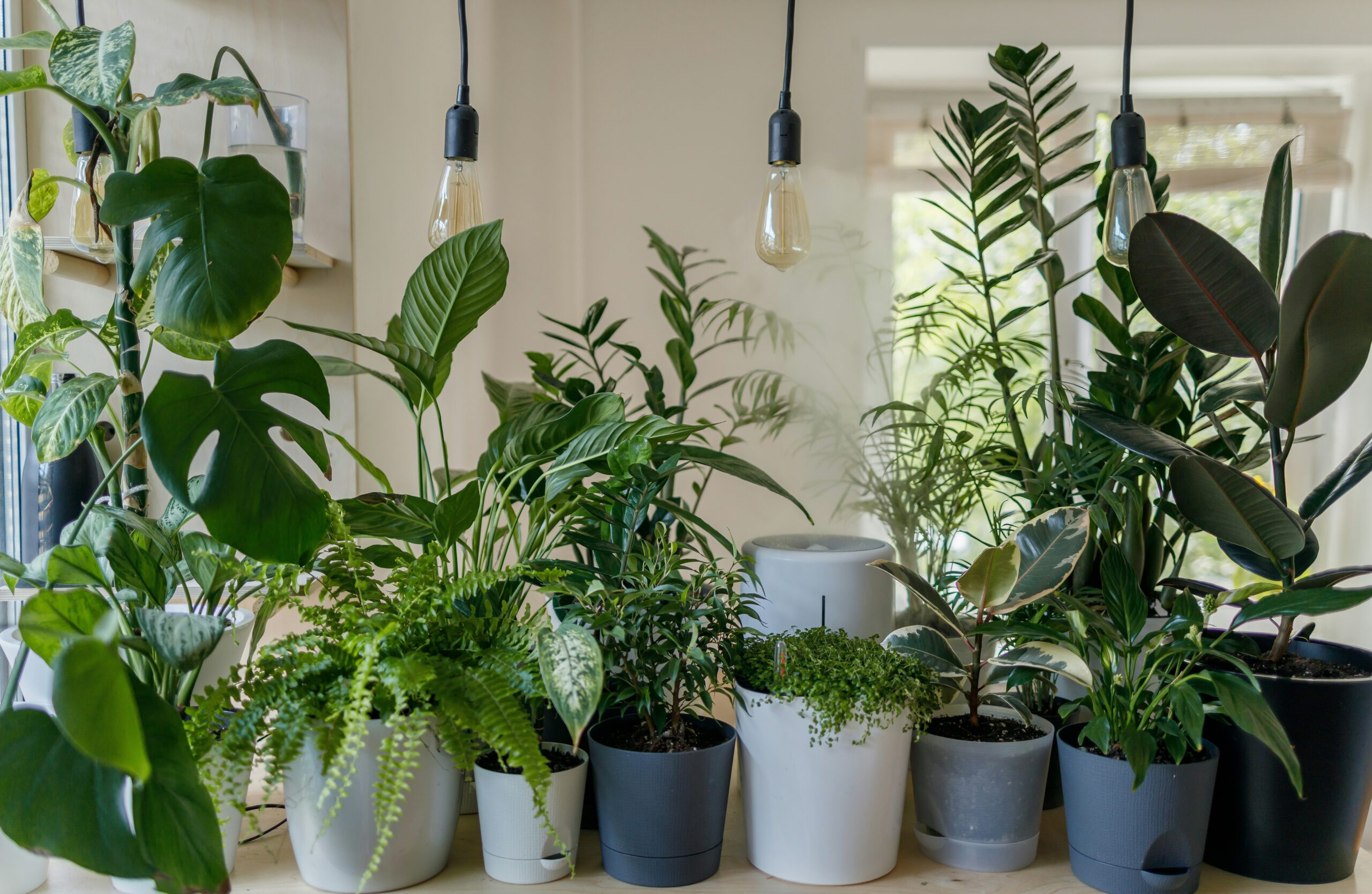 12 plantas de interior resistentes para espacios con poca luz