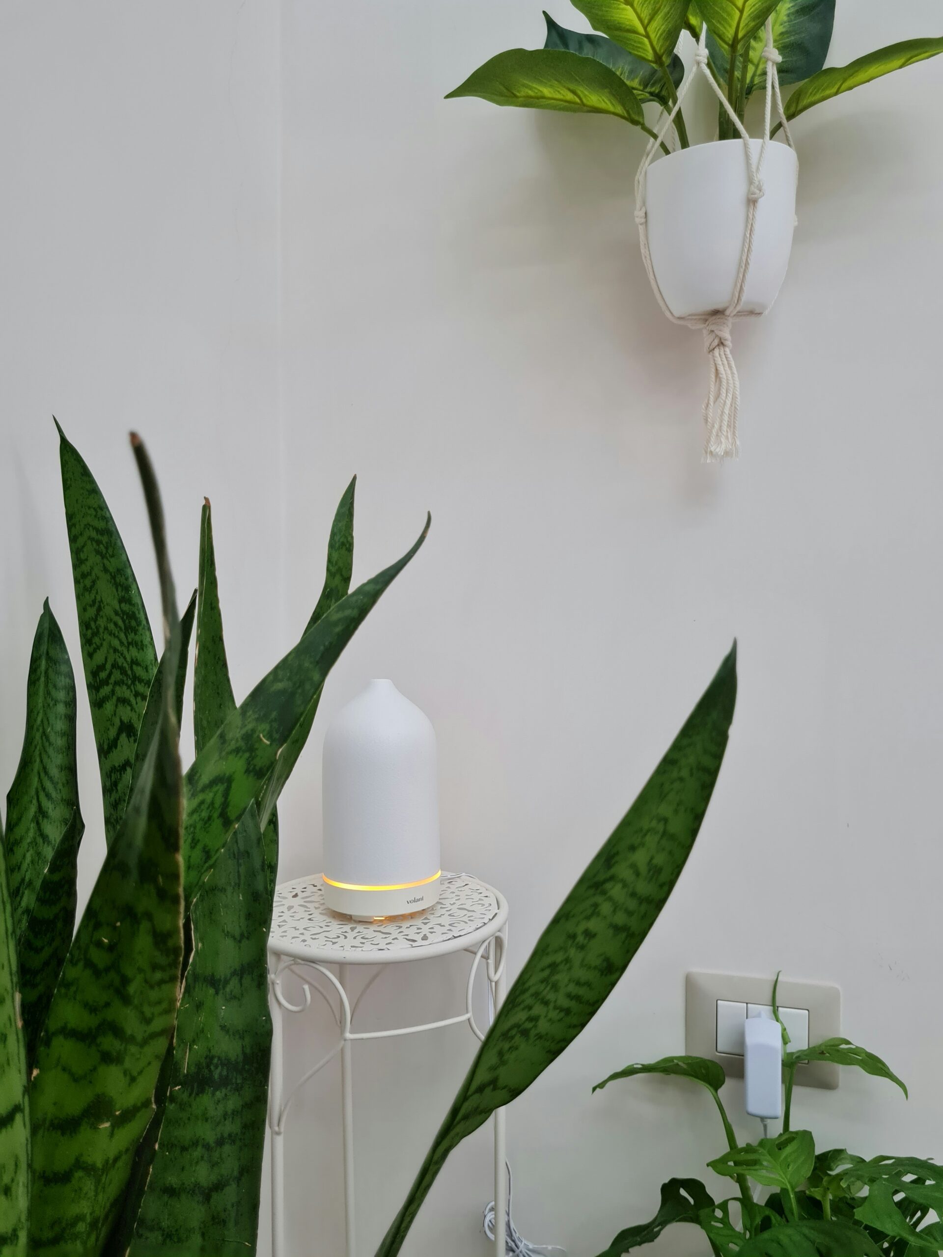 Cómo aumentar la humedad para tus plantas de interior (trucos fáciles)