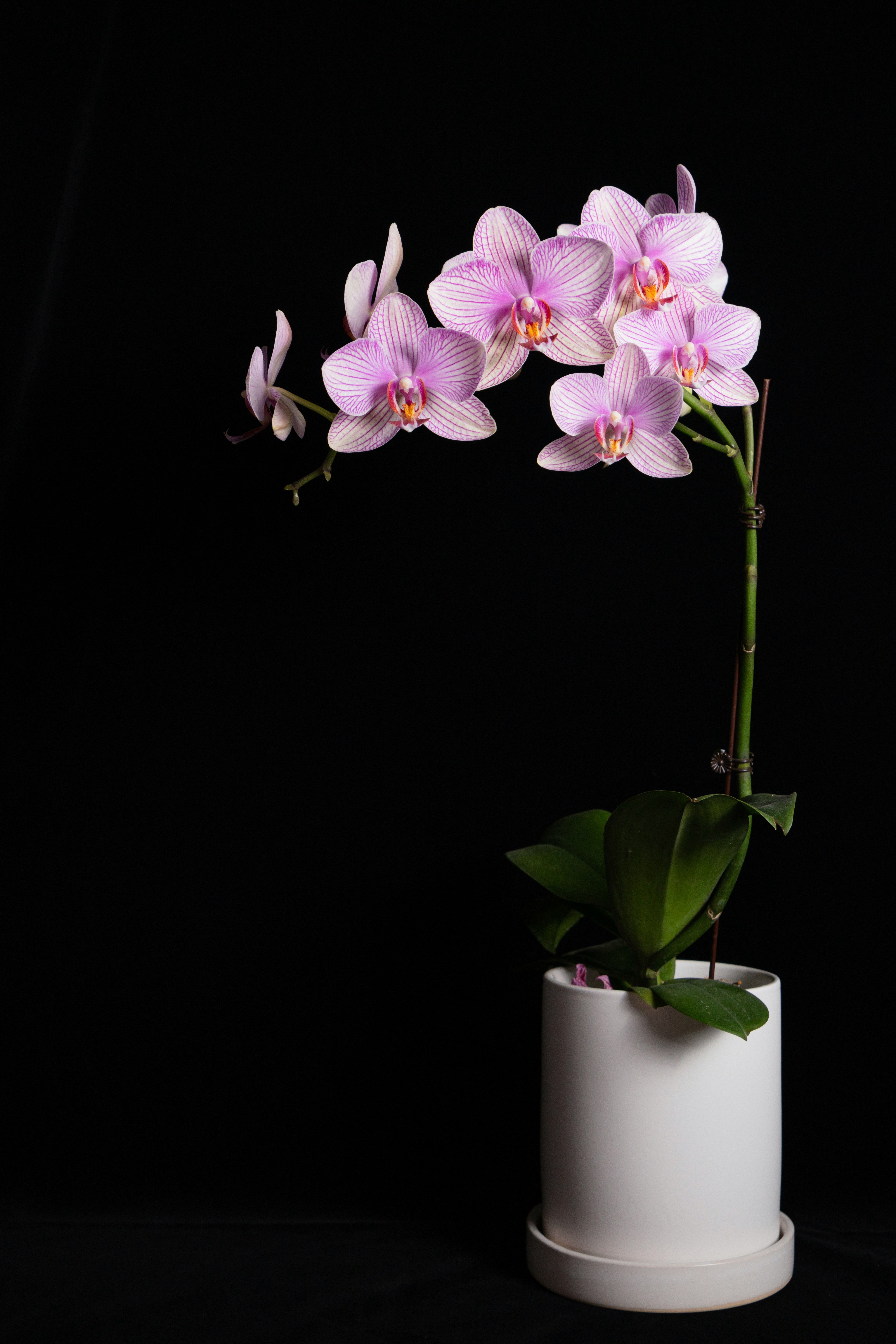 Cómo cuidar una orquídea Phalaenopsis: la guía para no matarla y que vuelva a florecer